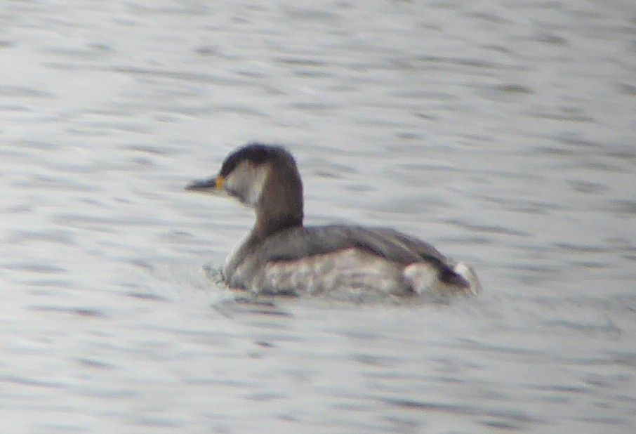 Red-necked Grebe - ML315668181