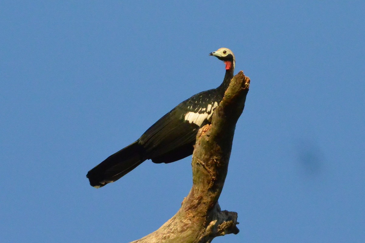 Red-throated Piping-Guan - ML315669731