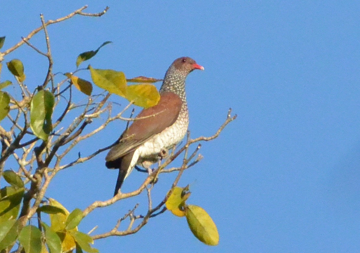 Scaled Pigeon - ML315669751