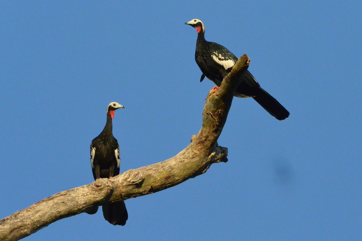 Red-throated Piping-Guan - Andreas Deissner