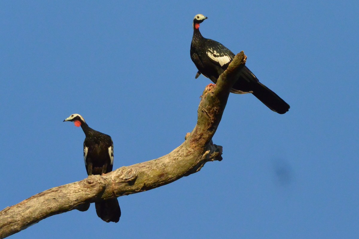 Red-throated Piping-Guan - ML315669791