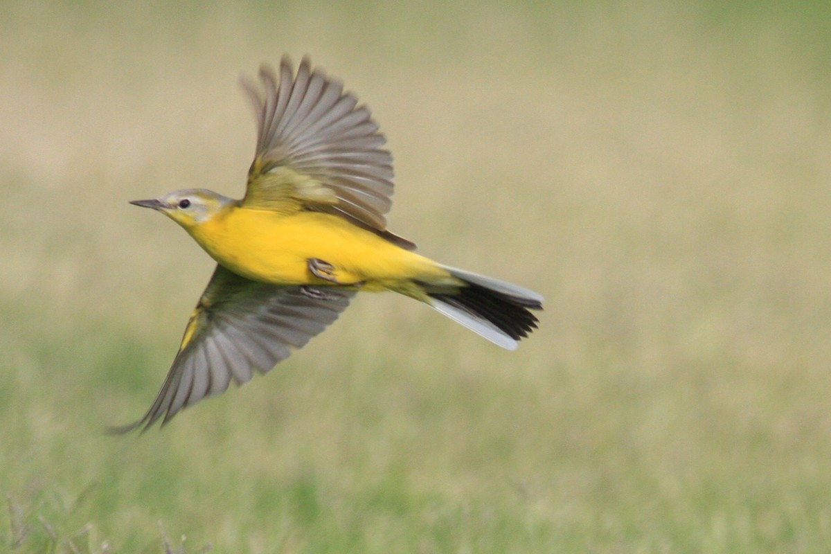 Western Yellow Wagtail - Oscar Campbell