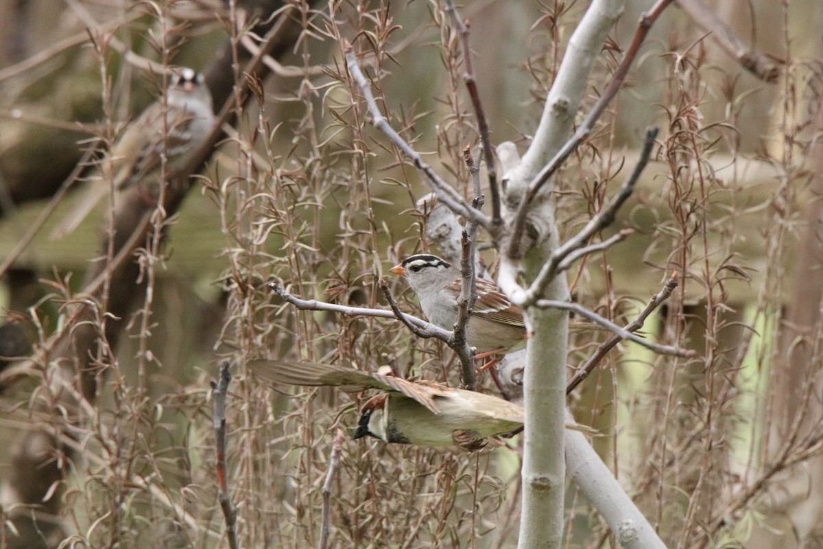 White-crowned Sparrow - ML315682391