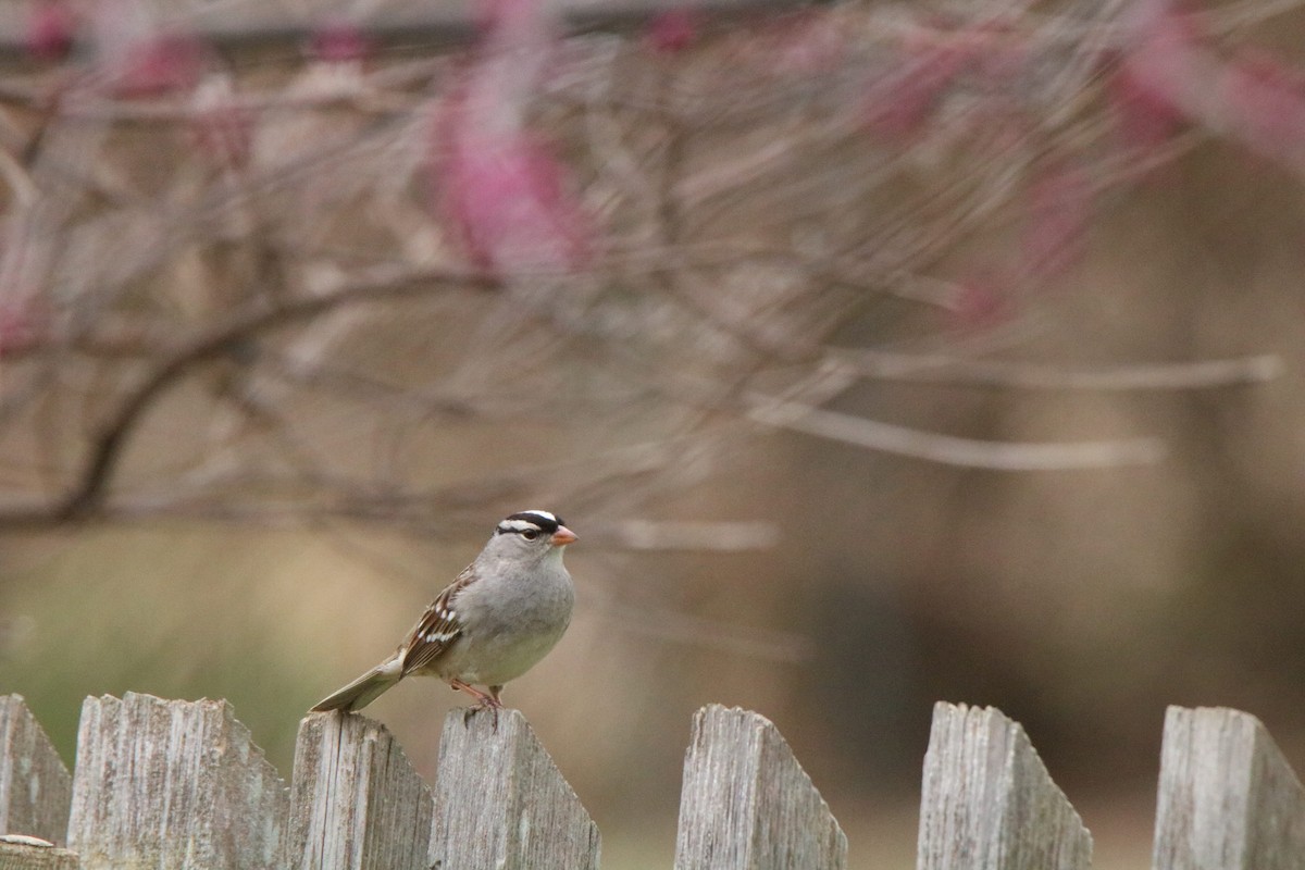 White-crowned Sparrow - ML315682401