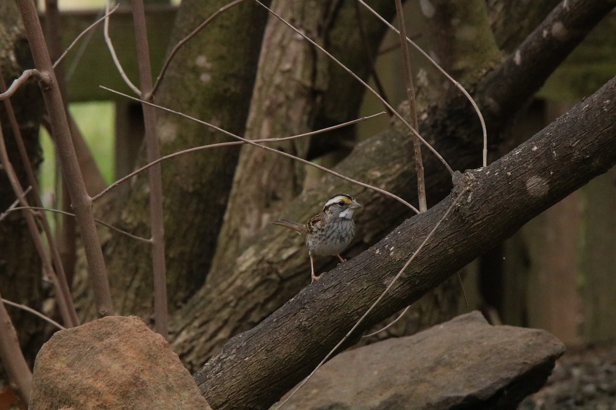 White-throated Sparrow - ML315682521