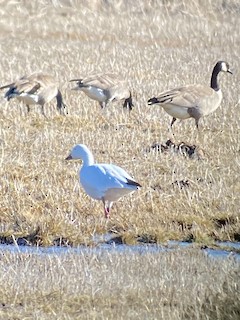 Snow Goose, ML315697521
