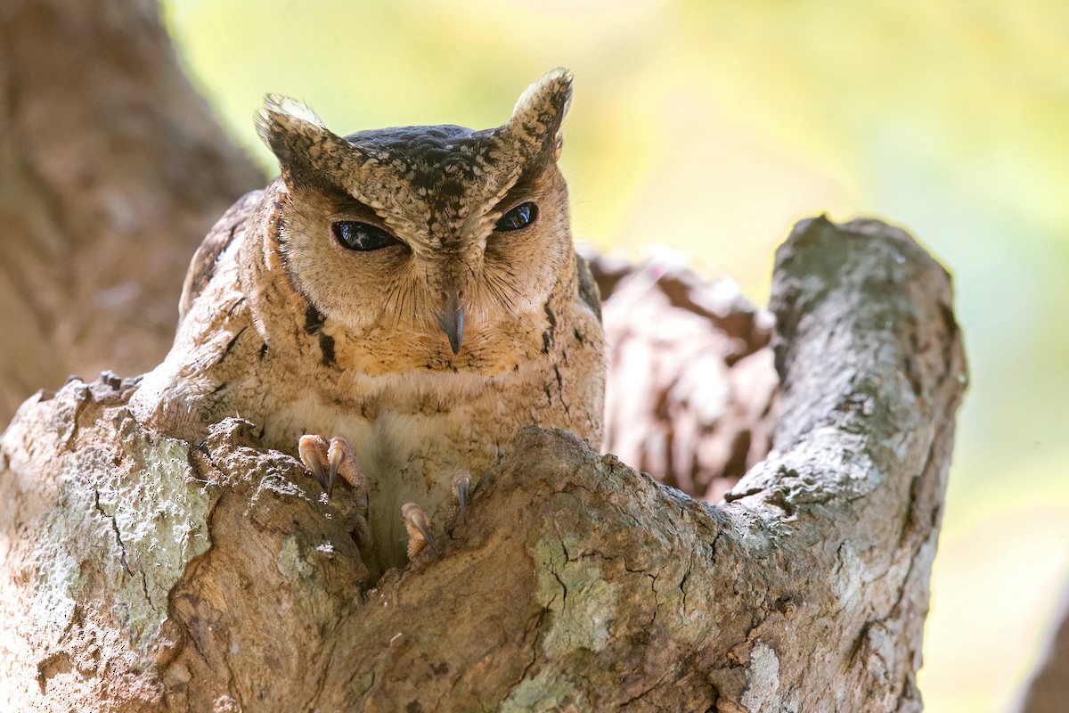Indian Scops-Owl - David Irving