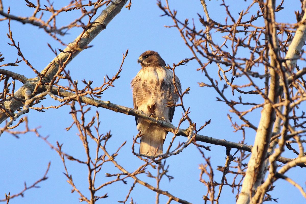 Red-tailed Hawk - ML315701751