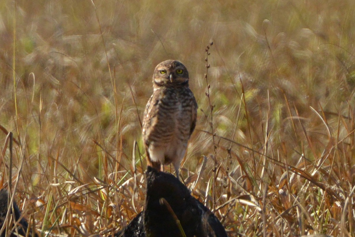 Burrowing Owl - ML315703751