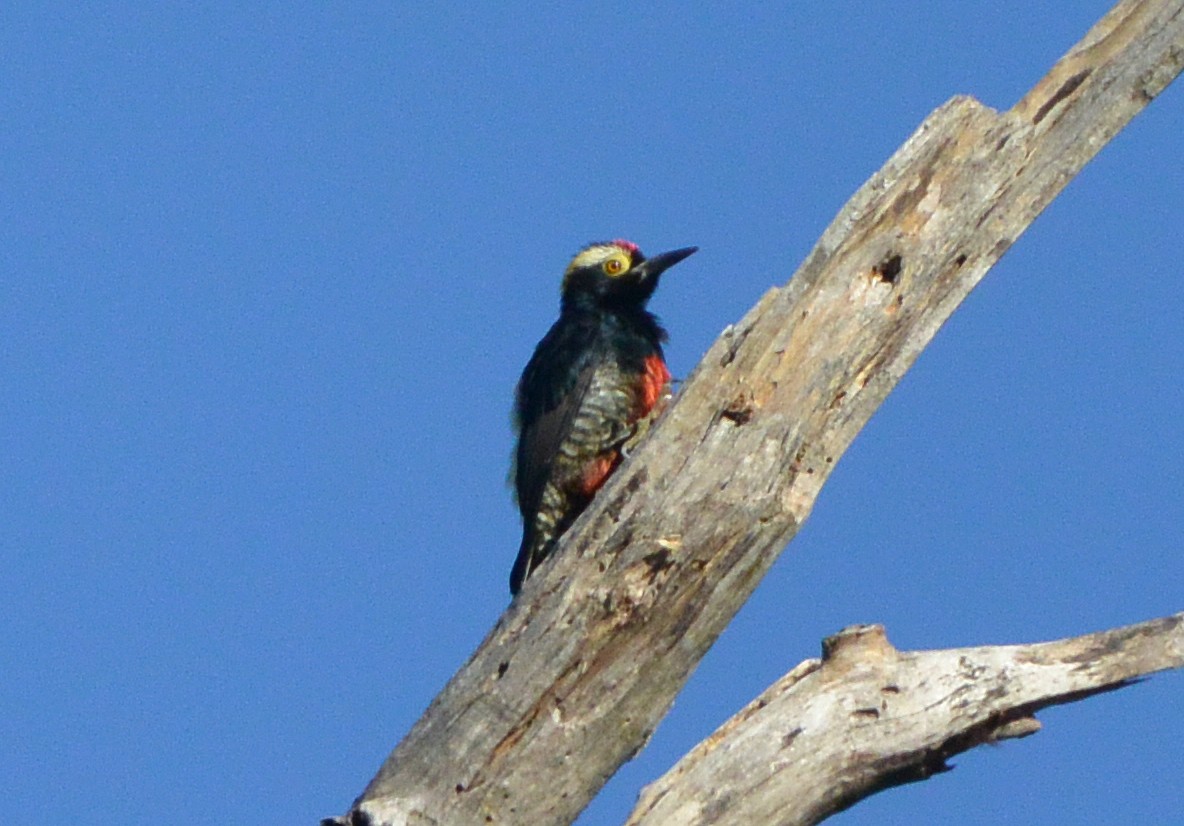 Yellow-tufted Woodpecker - ML315703761
