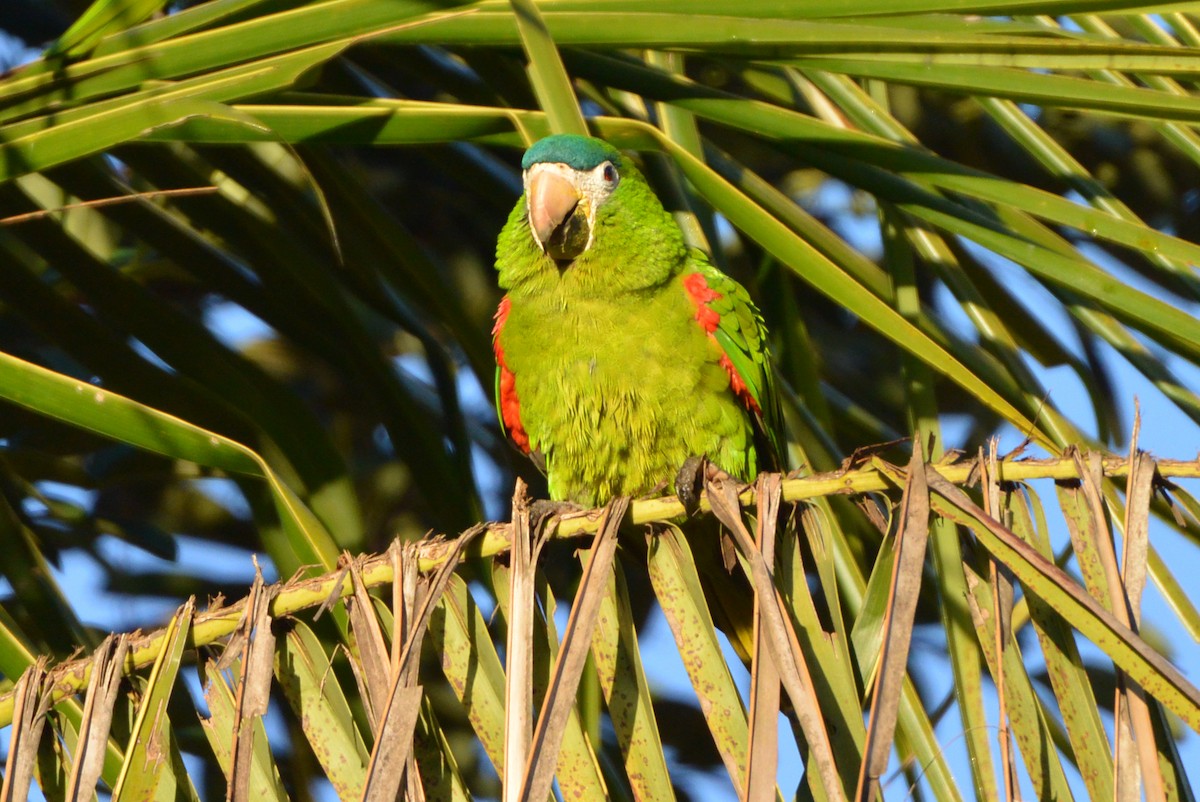 Red-shouldered Macaw - ML315703971