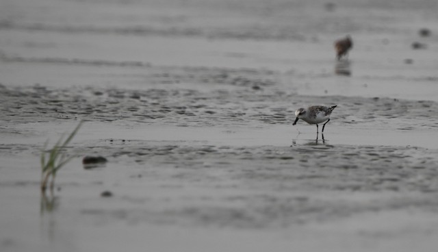 Nonbreeding habitat; Chittagong bibhag, Bangladesh. - Spoon-billed Sandpiper - 