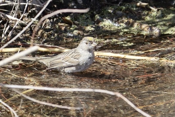 Golden-crowned Sparrow - ML315705481