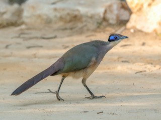  - Red-capped Coua (Green-capped)