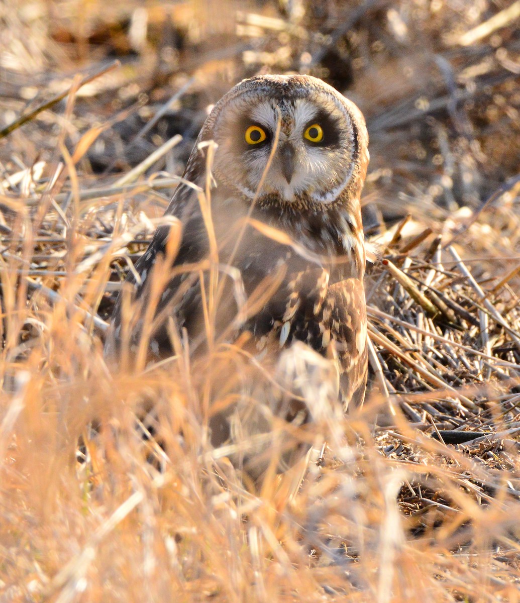 Short-eared Owl - Bill Elrick