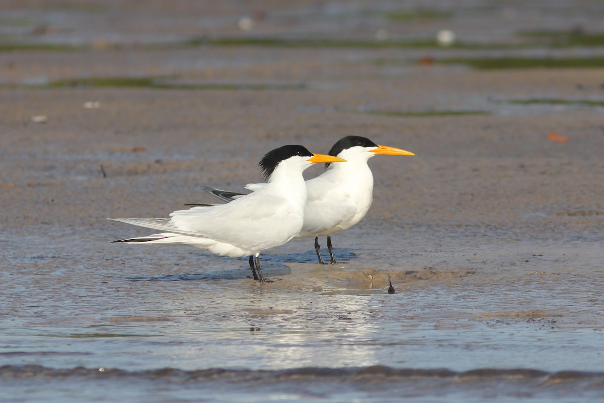 West African Crested Tern - ML315714271