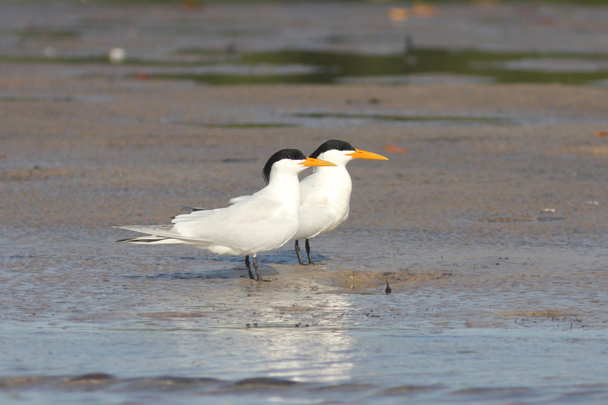 West African Crested Tern - ML315714281