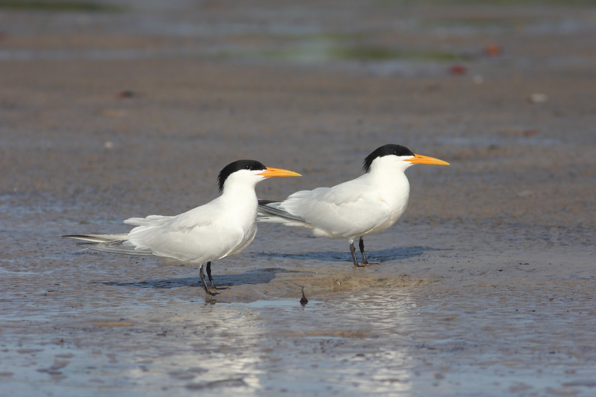 West African Crested Tern - ML315714291