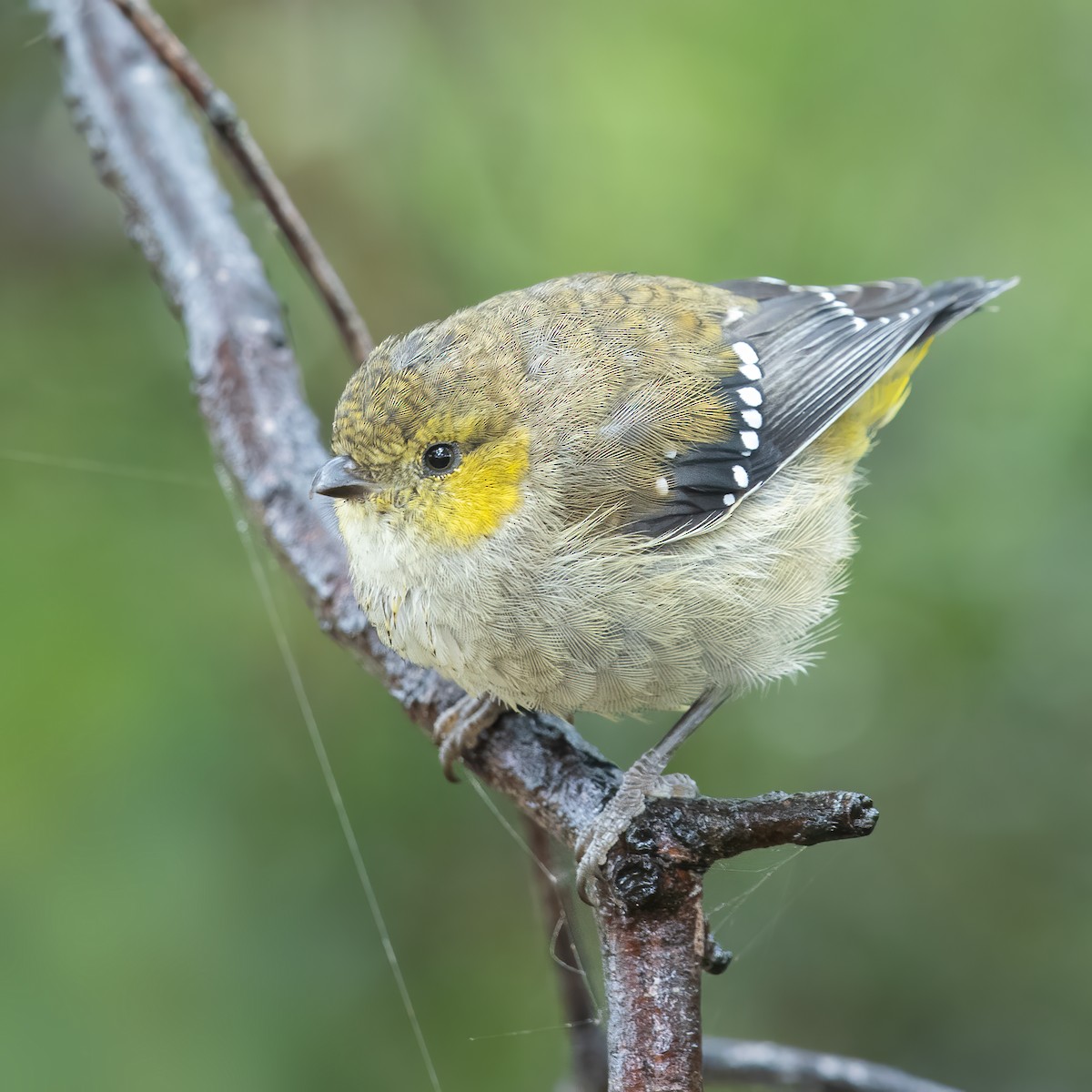 Forty-spotted Pardalote - JJ Harrison