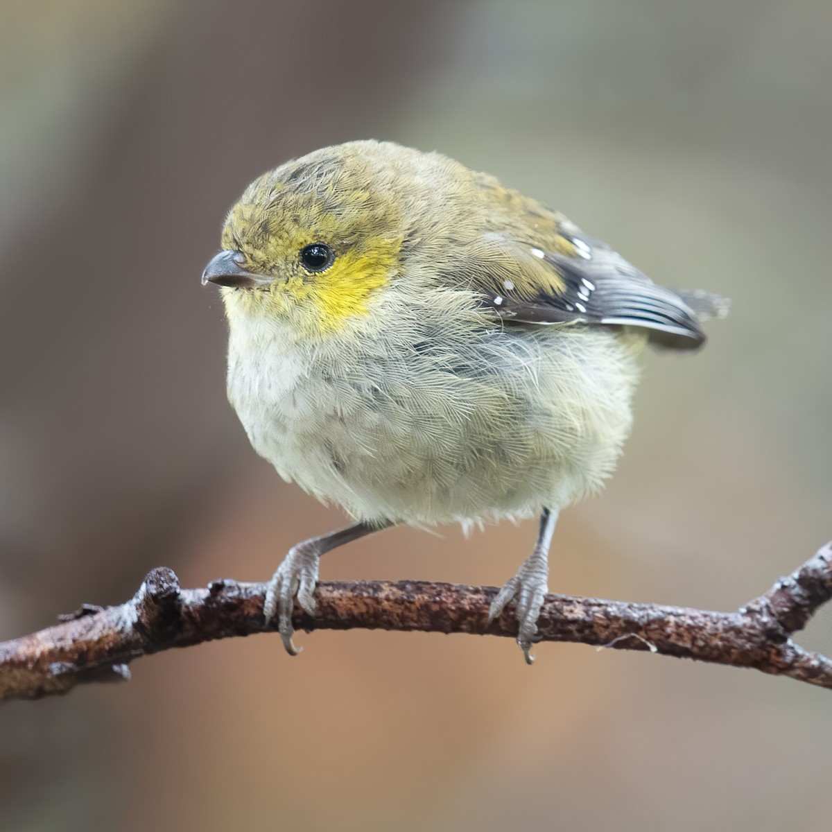 Forty-spotted Pardalote - ML315715791
