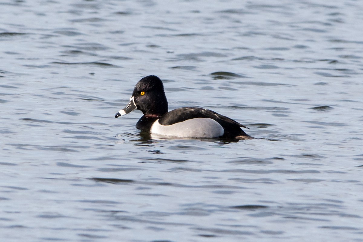 Ring-necked Duck - Brian McGee