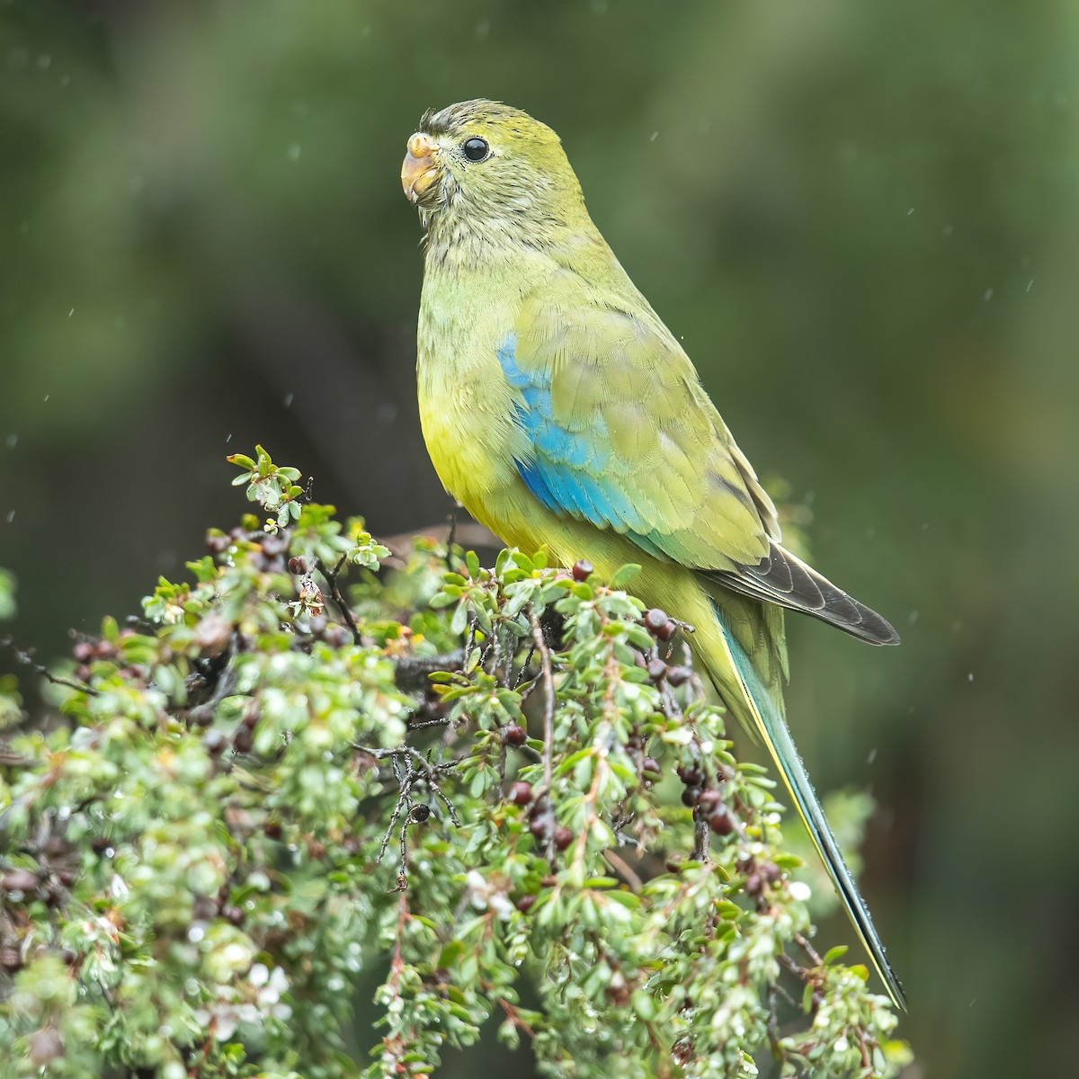 Blue-winged Parrot - ML315715941