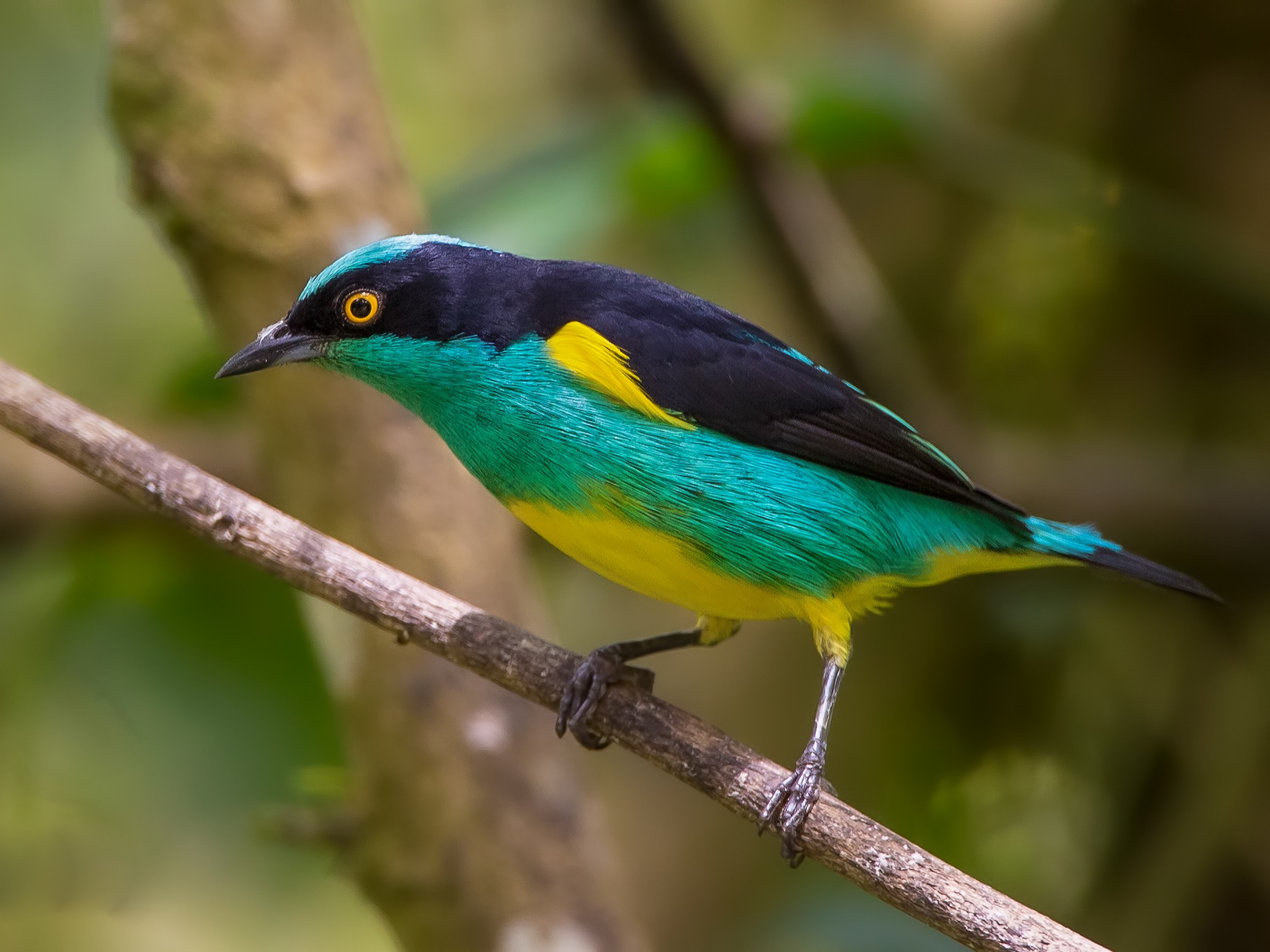 Black-faced Dacnis