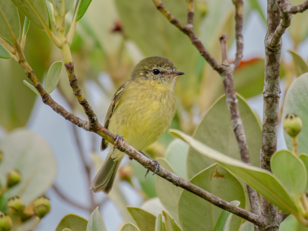 Restinga Tyrannulet - Phylloscartes kronei - Birds of the World