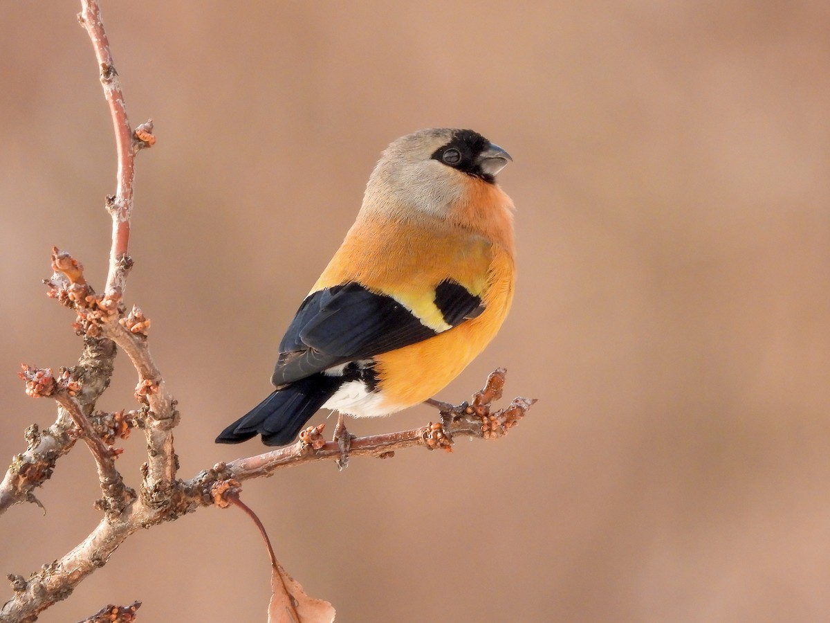 Orange Bullfinch - Pyrrhula aurantiaca - Birds of the World