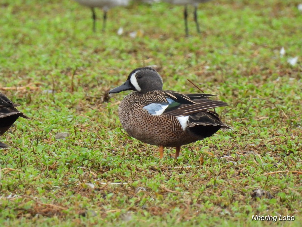 Blue-winged Teal - ML315721221