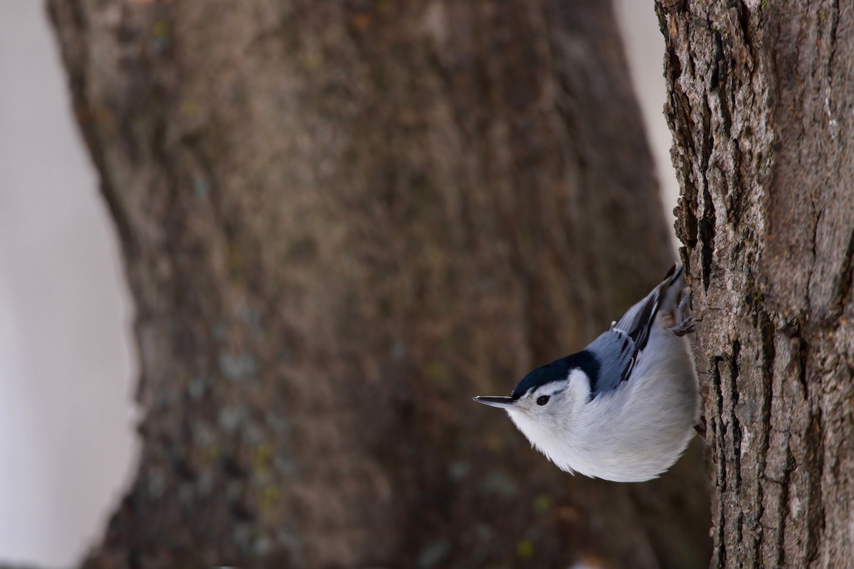White-breasted Nuthatch - ML315721721