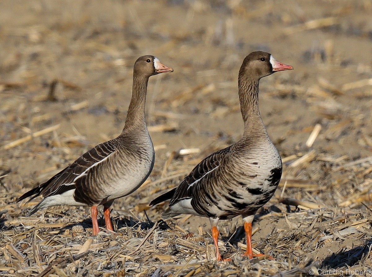 Greater White-fronted Goose - Ceredig  Roberts