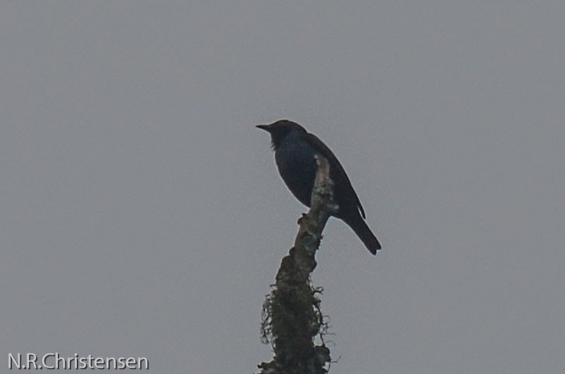 Short-tailed Starling - ML315727501