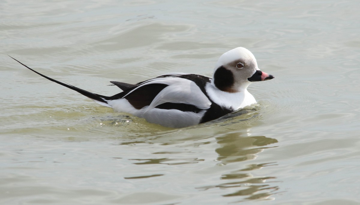 Long-tailed Duck - ML315731551