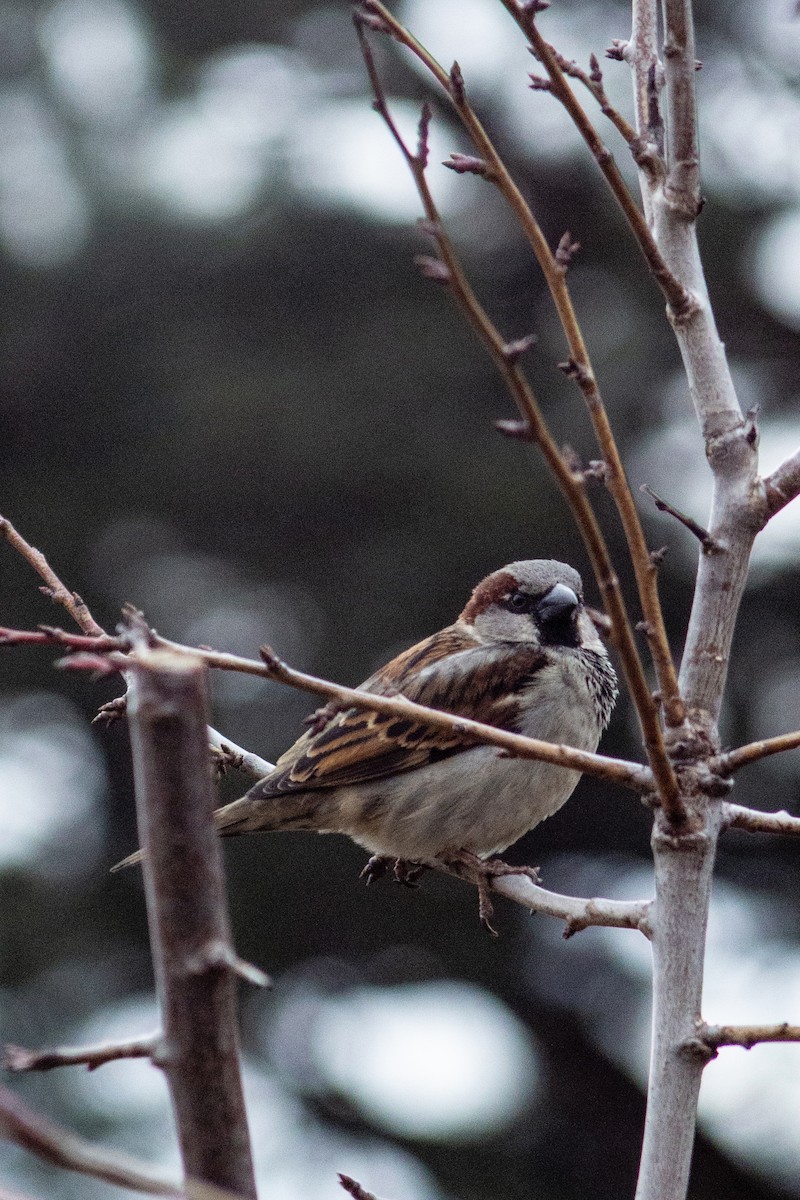House Sparrow - christine harripersad