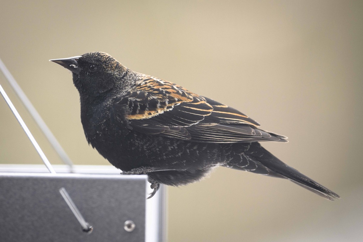 Red-winged Blackbird - Cameron Carver