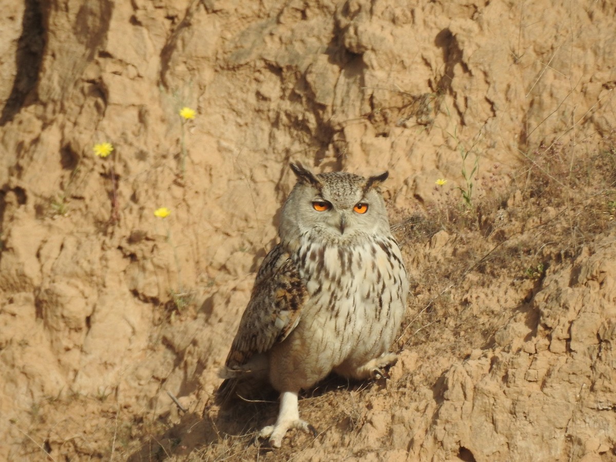 Eurasian Eagle-Owl - ML315742961