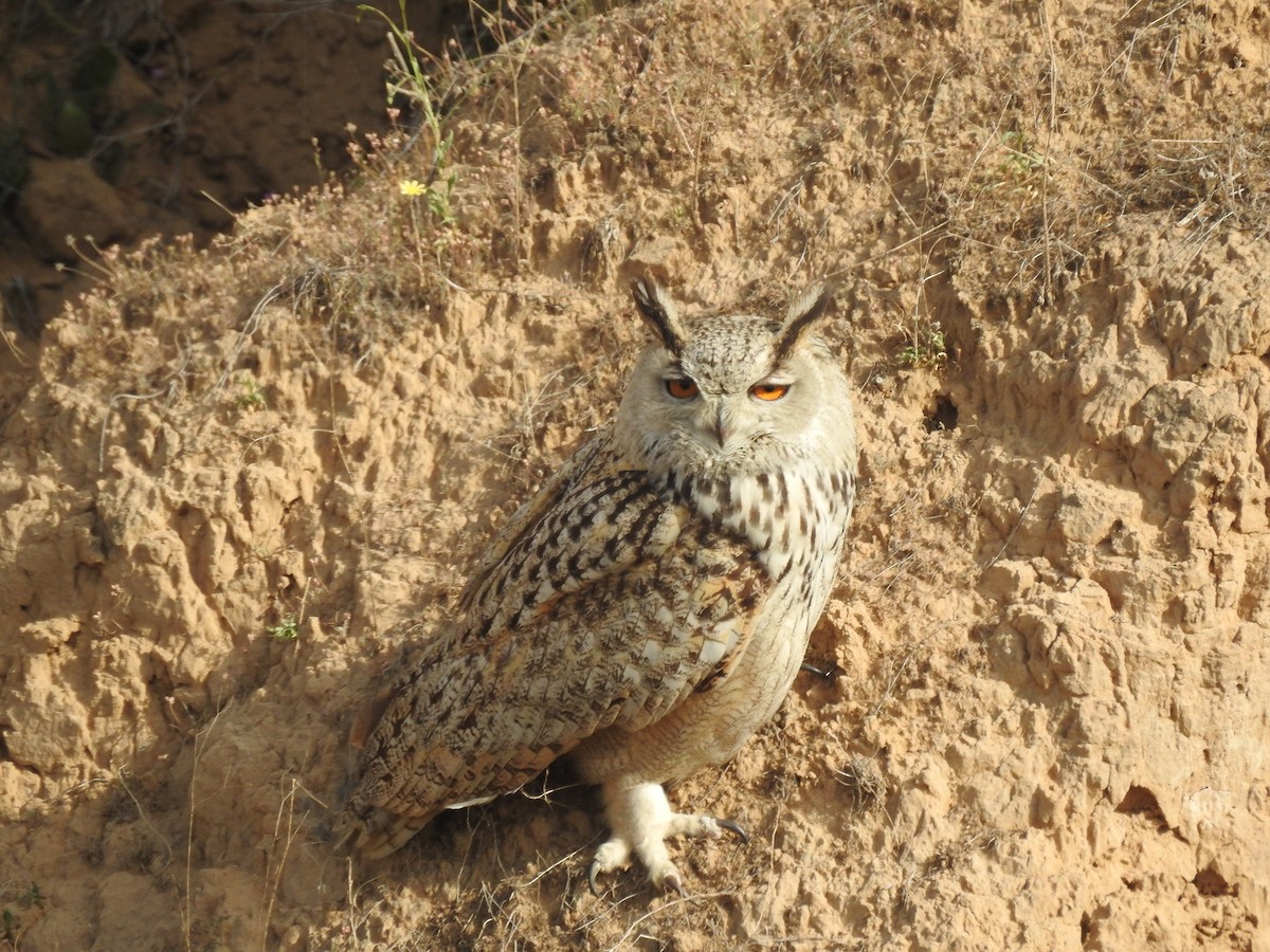 Eurasian Eagle-Owl - ML315743121