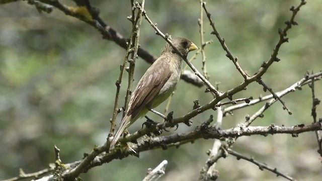 Double-collared Seedeater - ML315743551