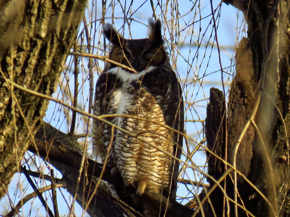 Great Horned Owl - ML315745541