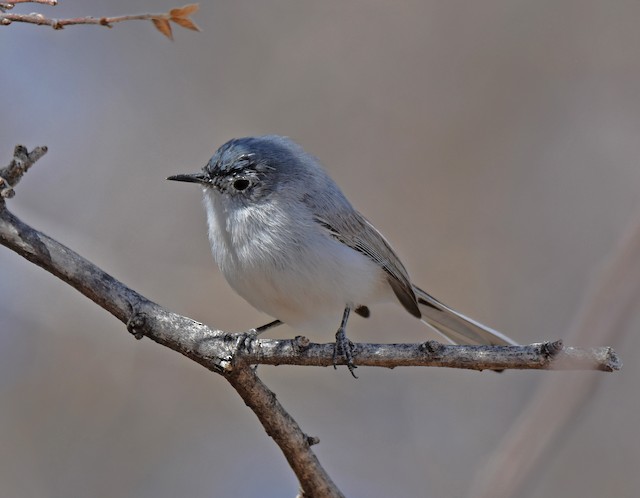 Black-tailed Gnatcatcher - eBird