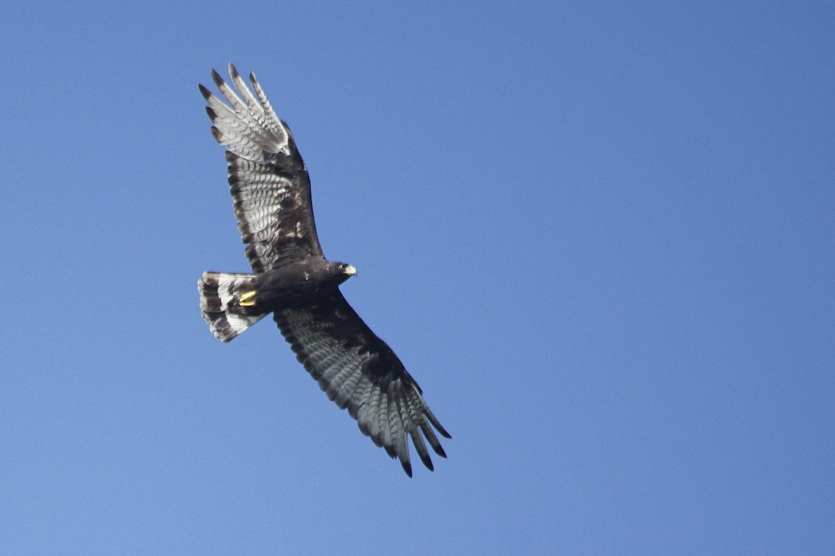 Zone-tailed Hawk - Carlos Echeverría