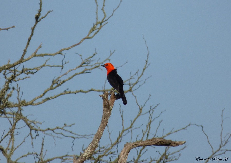 Scarlet-headed Blackbird - ML315754381