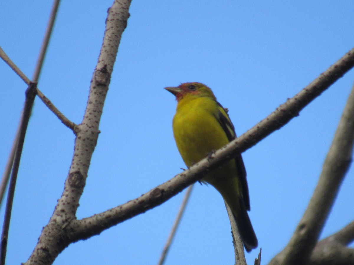 Western Tanager - ML315759531