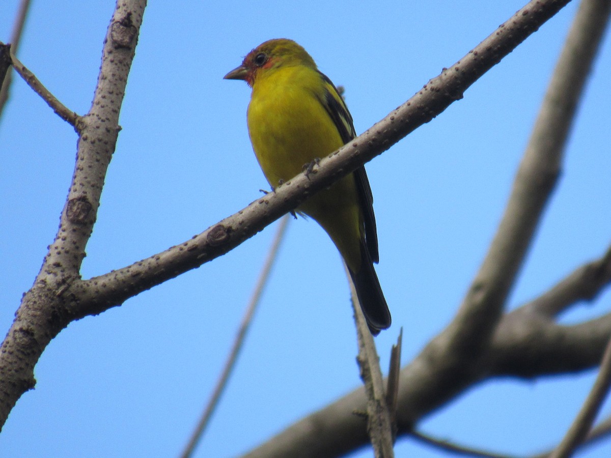 Western Tanager - ML315759561