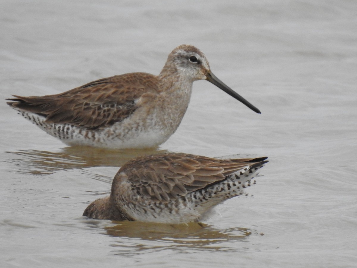 Long-billed Dowitcher - ML315765731
