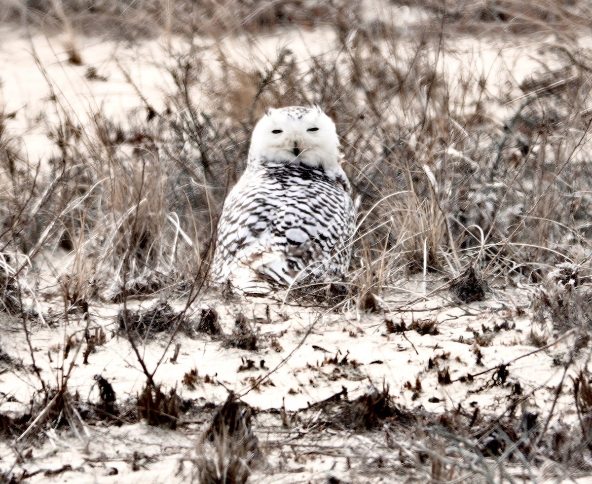 Snowy Owl - ML315766491