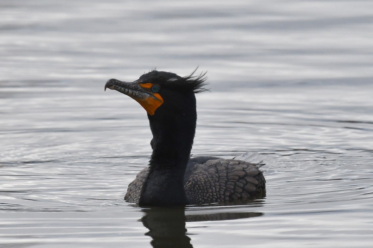 Double-crested Cormorant - Dave Kommel
