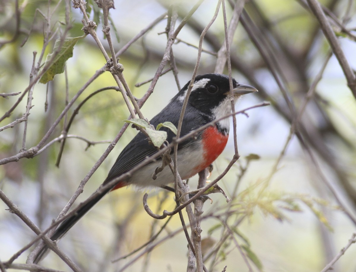 Red-breasted Chat - Dan Maxwell