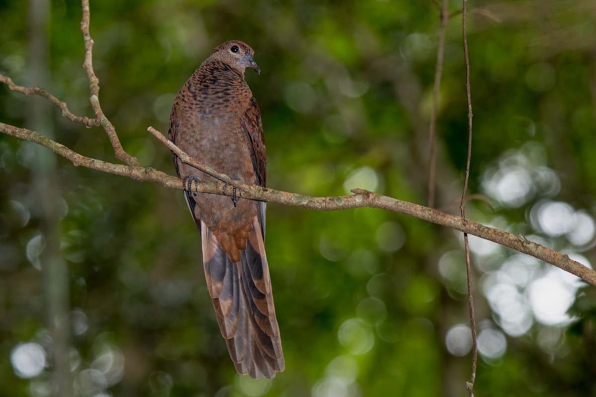 Brown Cuckoo-Dove - ML315778571